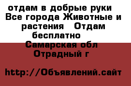 отдам в добрые руки - Все города Животные и растения » Отдам бесплатно   . Самарская обл.,Отрадный г.
